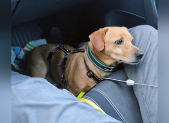 In Deutschland auf PS –Dackelmix Albu –sehr lieb und menschenbezogen