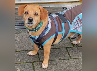 In Deutschland auf PS –Dackelmix Albu –sehr lieb und menschenbezogen