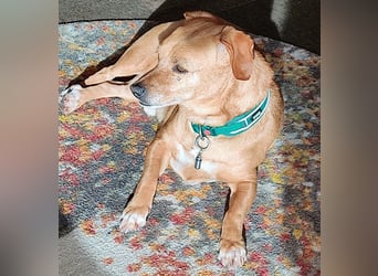 In Deutschland auf PS –Dackelmix Albu –sehr lieb und menschenbezogen