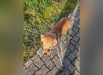 Albu - bereits in Deutschland auf PS