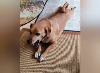 In Deutschland auf PS –Dackelmix Albu –sehr lieb und menschenbezogen