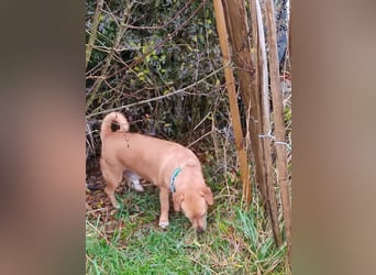 In Deutschland auf PS –Dackelmix Albu –sehr lieb und menschenbezogen