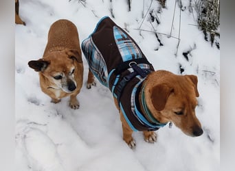 Dackelmix Albu - sehr lieb, verschmust und lebensfroh - bereits in Deutschland