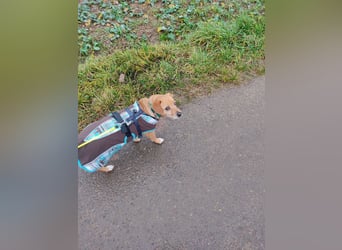 In Deutschland auf PS –Dackelmix Albu –sehr lieb und menschenbezogen