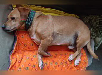 In Deutschland auf PS –Dackelmix Albu –sehr lieb und menschenbezogen