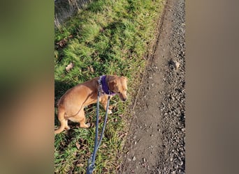 Albu - bereits in Deutschland auf PS