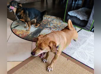 In Deutschland auf PS –Dackelmix Albu –sehr lieb und menschenbezogen