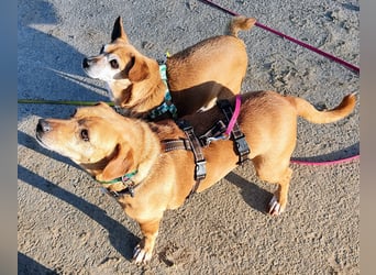 In Deutschland auf PS –Dackelmix Albu –sehr lieb und menschenbezogen