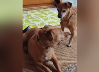 Albu - bereits in Deutschland auf PS