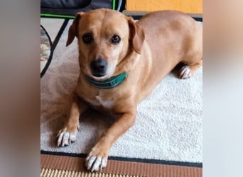 In Deutschland auf PS –Dackelmix Albu –sehr lieb und menschenbezogen