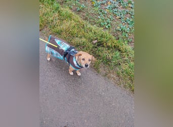 In Deutschland auf PS –Dackelmix Albu –sehr lieb und menschenbezogen