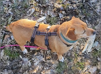 In Deutschland auf PS –Dackelmix Albu –sehr lieb und menschenbezogen