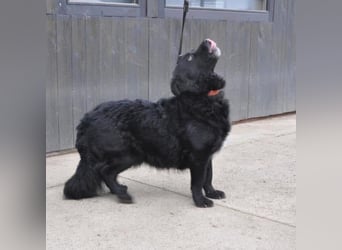 Otto möchte so gern ein Zuhause für immer