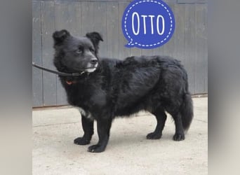 Otto möchte so gern ein Zuhause für immer