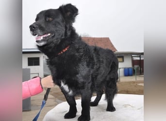 Otto möchte so gern ein Zuhause für immer