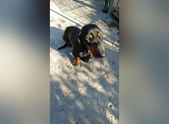 GUSTAV - Ein riesengroßes Dackelherz auf 4 Pfoten