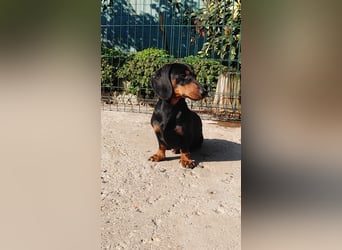 GUSTAV - Ein riesengroßes Dackelherz auf 4 Pfoten