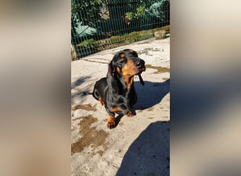 GUSTAV - Ein riesengroßes Dackelherz auf 4 Pfoten