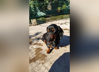 GUSTAV - Ein riesengroßes Dackelherz auf 4 Pfoten