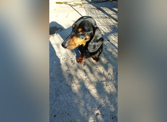 GUSTAV - Ein riesengroßes Dackelherz auf 4 Pfoten