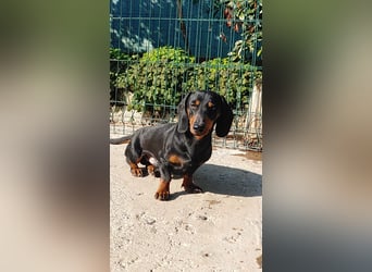 GUSTAV - Ein riesengroßes Dackelherz auf 4 Pfoten