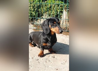 GUSTAV - Ein riesengroßes Dackelherz auf 4 Pfoten