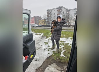 Dackelchen Buddy, geb. ca. 06/2025, möchte dein Herz gewinnen