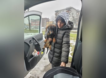 Dackelchen Buddy, geb. ca. 06/2025, möchte dein Herz gewinnen