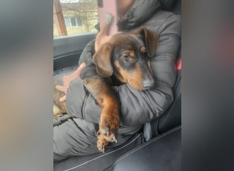 Dackelchen Buddy, geb. ca. 06/2025, möchte dein Herz gewinnen