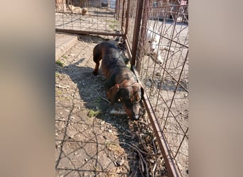 Dackelchen Buddy, geb. ca. 06/2025, möchte dein Herz gewinnen