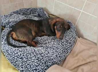 Dackelchen Buddy, geb. ca. 06/2025, möchte dein Herz gewinnen