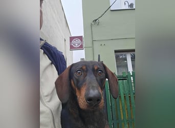 Dackelchen Buddy, geb. ca. 06/2025, möchte dein Herz gewinnen