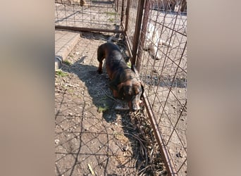 Dackelchen Buddy, geb. ca. 06/2025, möchte dein Herz gewinnen