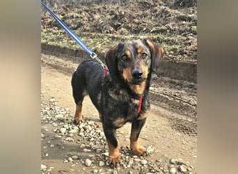 Dackel Nino 33cm geb. 02/2022 wartet auf seine Familie