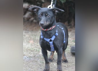 Dackel Lilo 30 cm geb. 06/2024 wartet bei Hannover auf liebe Adoptanten