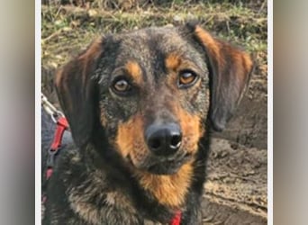 Dackel Nino 33cm geb. 02/2022 wartet auf seine Familie