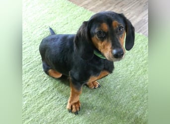 Timon wartet in 31303 Burgdorf auf ein endgültiges Zuhause