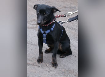 Dackel Lilo 30 cm geb. 06/2024 wartet bei Hannover auf liebe Adoptanten