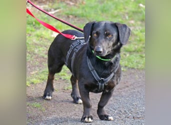 Dackel Billy 35cm geb. 11/2022 wartet bei Hannover auf liebe Menschen