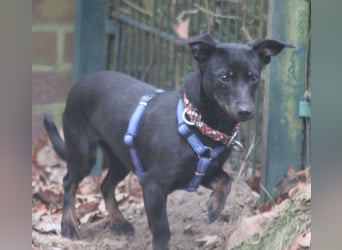 Dackel Lilo 30 cm geb. 06/2024 wartet bei Hannover auf liebe Adoptanten