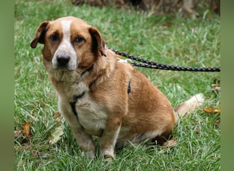 Jürgen 39 cm geb. 01/2017 - Dackelmix sucht Zuhause Jürgen 39 cm geb. 01/2017 - Dackelmix sucht Zuhause