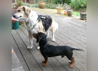 Timon wartet in 31303 Burgdorf auf ein endgültiges Zuhause