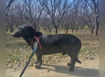 Dackel Billy 35cm geb. 11/2022 sucht liebevolle Menschen