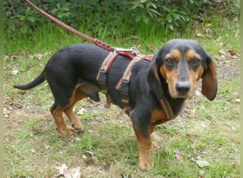 Timon wartet in 31303 Burgdorf auf ein endgültiges Zuhause