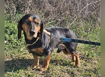 Dackel Timon 28cm geb. 10/2022  mag alle Menschen und Artgenossen