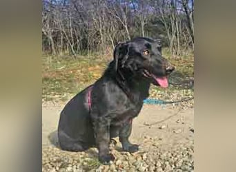 Dackel Billy 35cm geb. 11/2022 sucht liebevolle Menschen