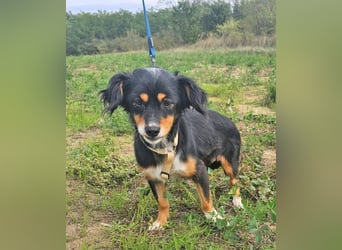 Dackel-Papillon-Mix Sarah 32cm geb. 11/2022 sucht liebevolle Menschen
