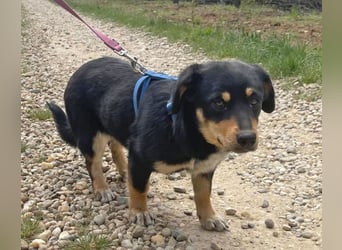 Dackel-Mix Sindy 35cm geb. 01/2025 ist eine tolle Familienhündin