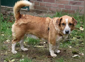 Jürgen 39 cm geb. 01/2017 - Dackelmix sucht Zuhause Jürgen 39 cm geb. 01/2017 - Dackelmix sucht Zuhause