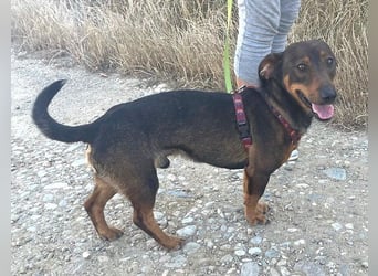 Rusty 32 cm geb. 01/2024 ist ein idealer Familienhund